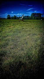 Scenic view of field against blue sky