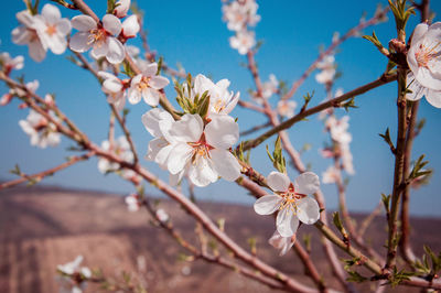 Close-up of cherry blossoms in spring