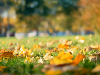 Surface level of autumn leaves at park