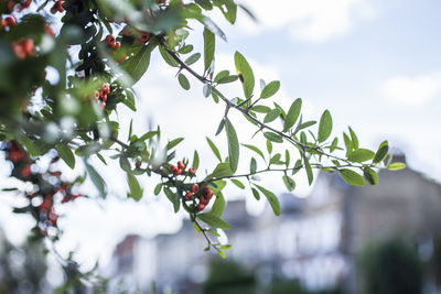 Low angle view of berries on tree against sky