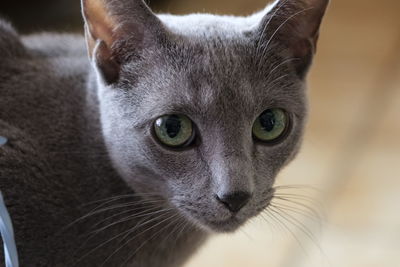 Close-up portrait of russian blue cat