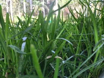 Bird perching on grass