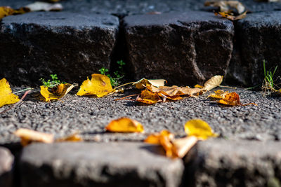 Close-up of autumn leaves on ground