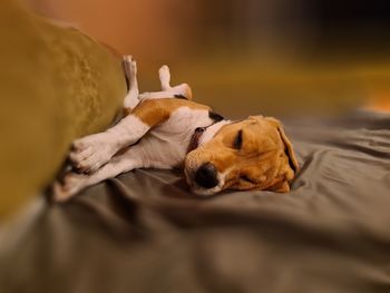 Close-up of dog sleeping on bed
