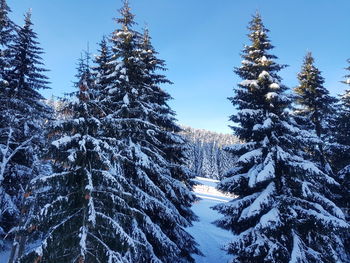Pine trees on snow covered land against sky