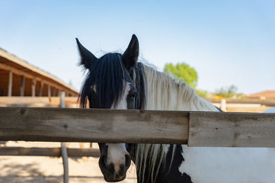 Horse standing in stable against sky