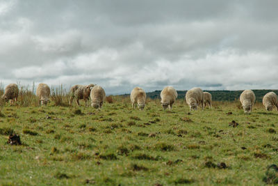 Sheep in a field