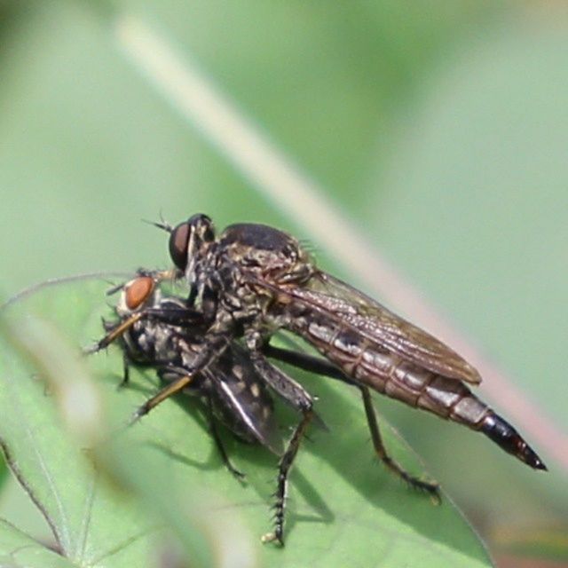 animal themes, animals in the wild, insect, one animal, wildlife, close-up, focus on foreground, full length, selective focus, nature, spider, zoology, animal wing, dragonfly, day, two animals, perching, outdoors, no people, green color