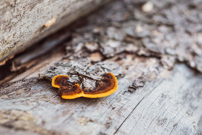 High angle view of orange leaves on wood