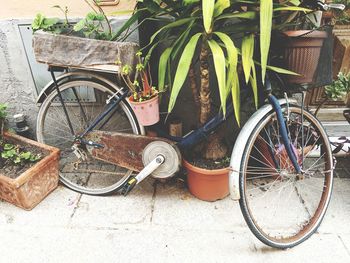 Bicycle parked by potted plants against wall