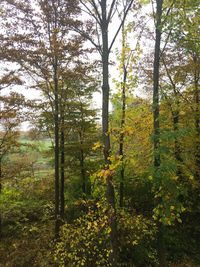 Trees in forest