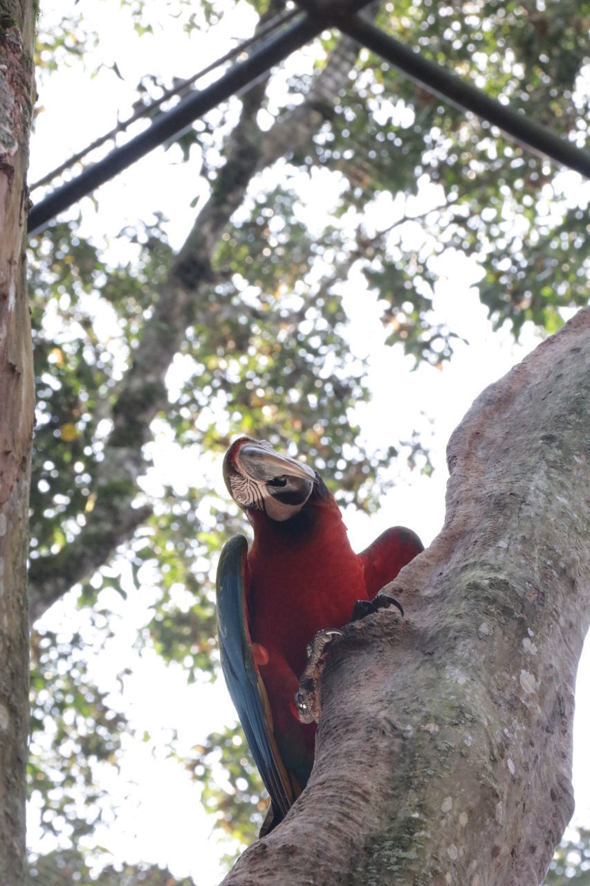 LOW ANGLE VIEW OF BIRD ON TREE