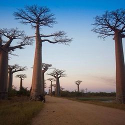 Bare trees along road