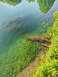 Trees in a lake