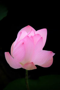 Close-up of pink flower against black background