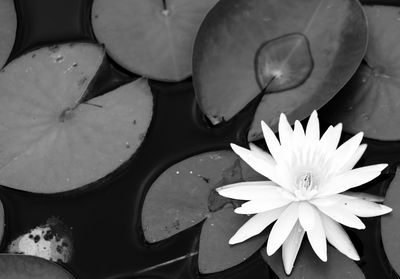 Close-up of lotus water lily in pond