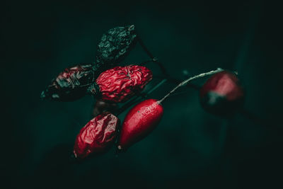 Close-up of fruits