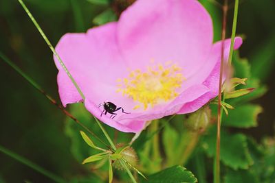 Close-up of insect on pink flower