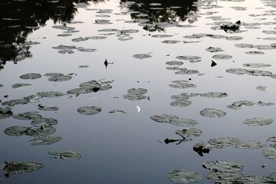 High angle view of ducks floating on lake