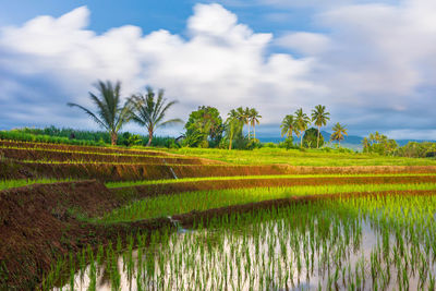 Scenic view of agricultural field against sky