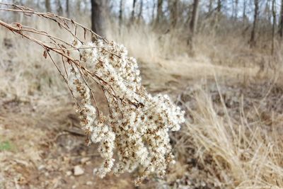 Close-up of snow on tree