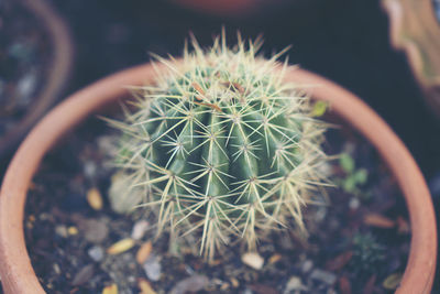 High angle view of cactus in pot
