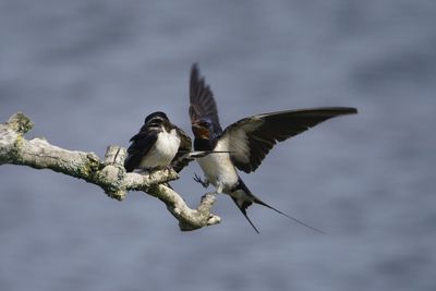 Low angle view of birds flying