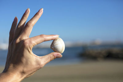 Cropped hand of woman holding seashell at beach against clear blue sky