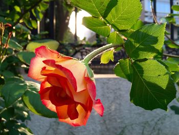 Close-up of red rose blooming outdoors