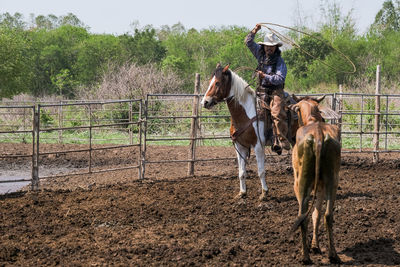 Cowboy holding rope while sitting on horse at ranch