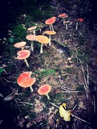 Close-up of fly agaric mushroom