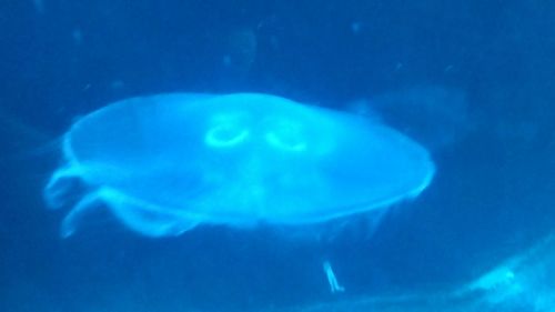 Jellyfish in sea