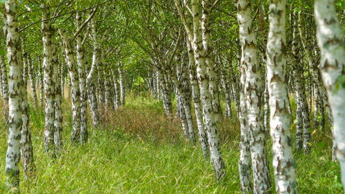 Pine trees in forest