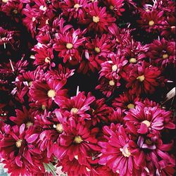 Full frame shot of pink flowers