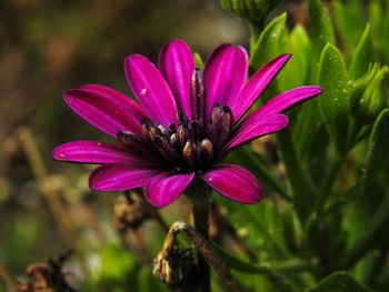 Close-up of pink flower