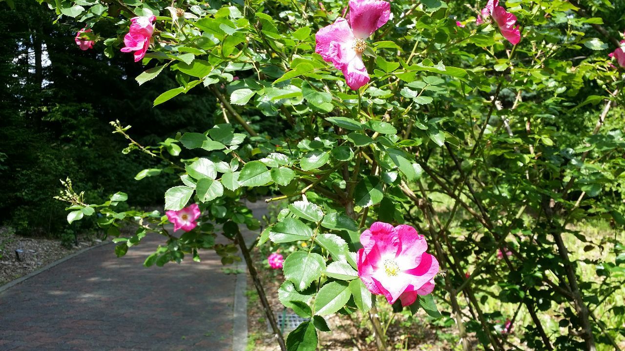 flower, freshness, pink color, growth, beauty in nature, fragility, petal, plant, nature, blooming, leaf, green color, blossom, in bloom, pink, flower head, park - man made space, springtime, day, outdoors