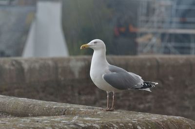 Seagull perching on a wall