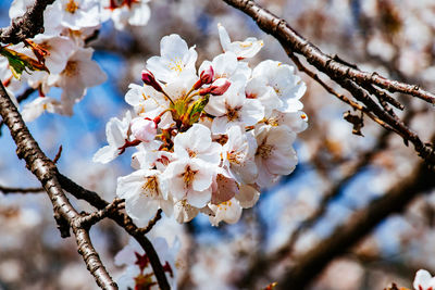 Close-up of cherry blossoms in spring