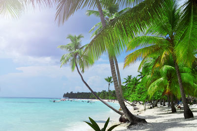 Palm trees on beach against sky