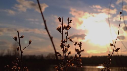 Close-up of flowering plants on field against sunset sky