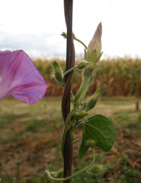 Close-up of plant against sky