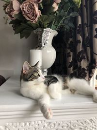 Cat relaxing on table at home