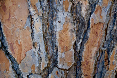 Full frame shot of tree trunk