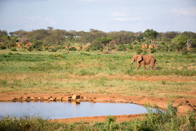 View of elephant in lake against sky