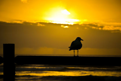 Sonnenaufgang mit möve auf einer stange sitzend