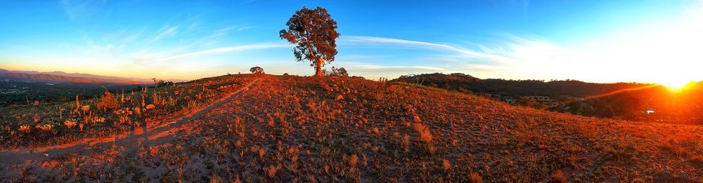 Plants on field against sky during sunset