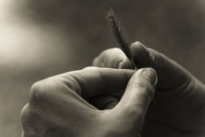 Cropped image of hands holding wheat