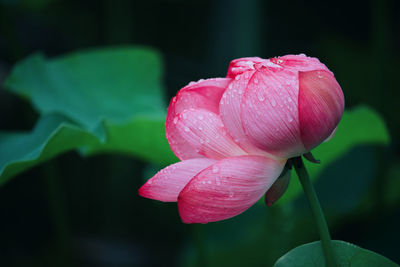 Close-up of pink lotus water lily