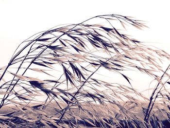 Close-up of feather against sky