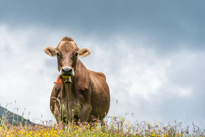 Alpine cow with gold bell on a green meadow and wildflowers in the scenic of blue sky at alps